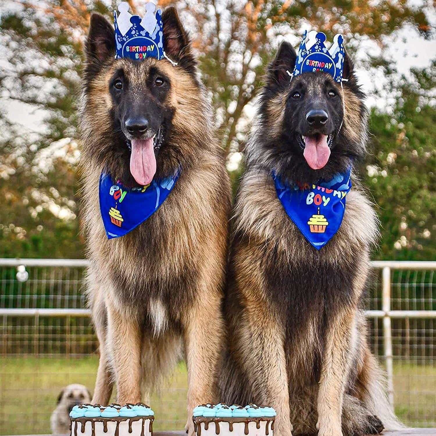 Pet Birthday Party Pennant Banner Decoration Set, Blue-S