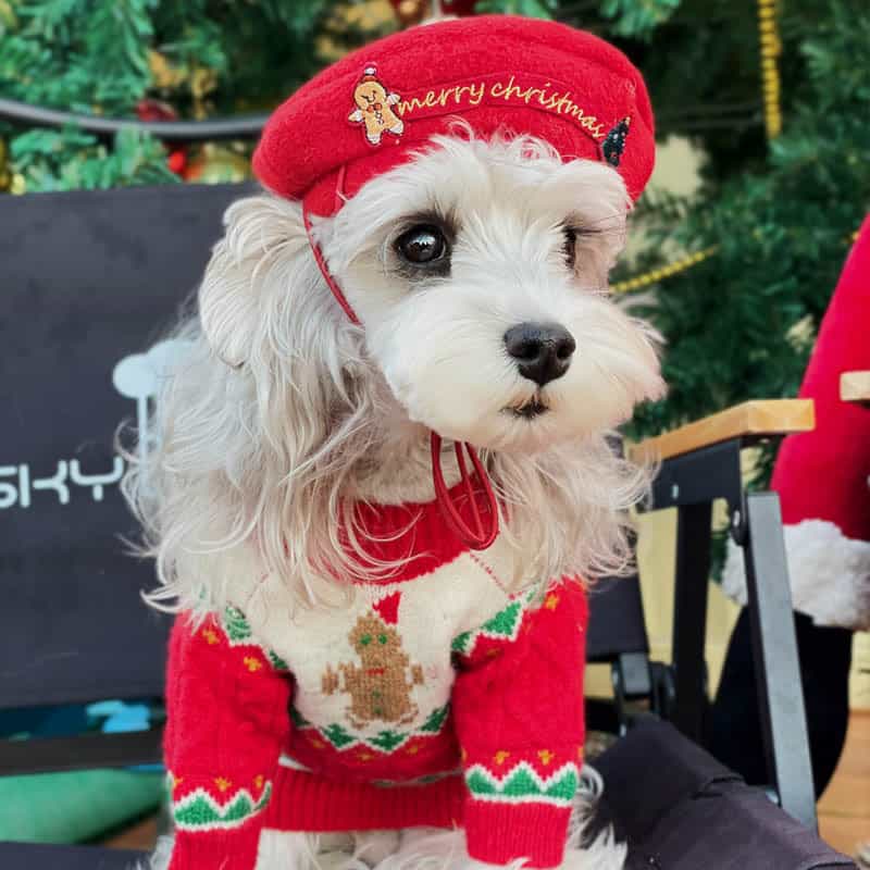 Christmas Santa Hat for Pets - Cloth Pet Hat, Size L