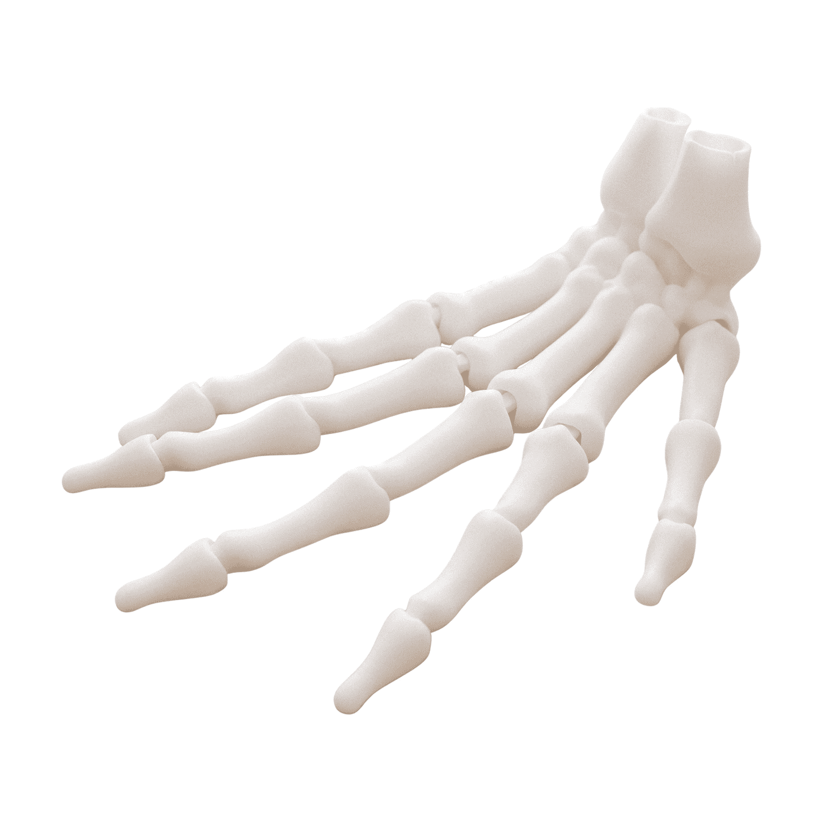 Skeleton Hand Halloween Decoration - Plastic Prop, 200 mm